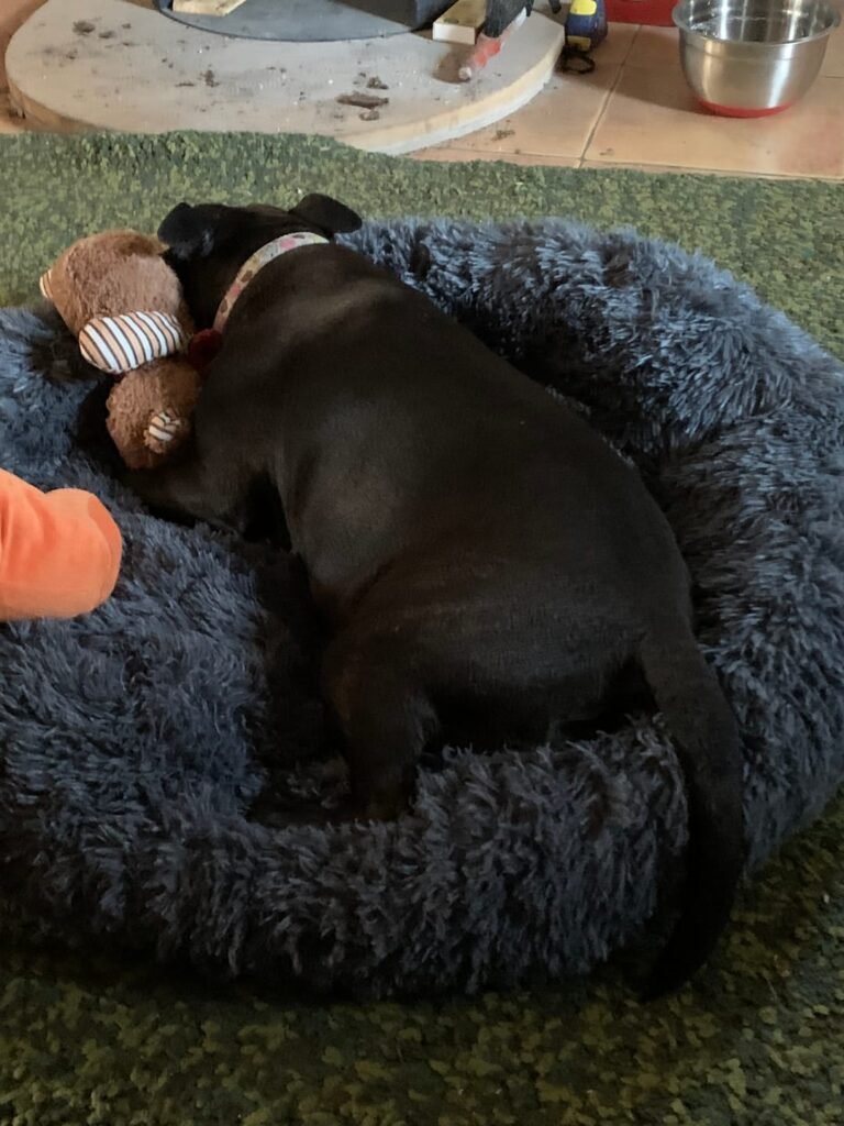 donut dog bed