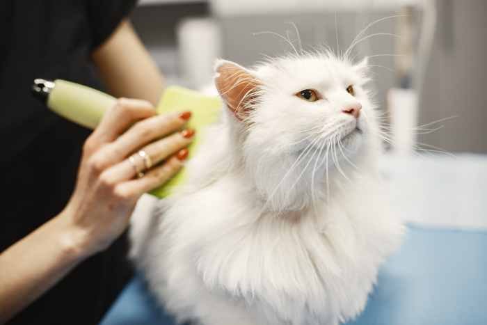 Cat shedding