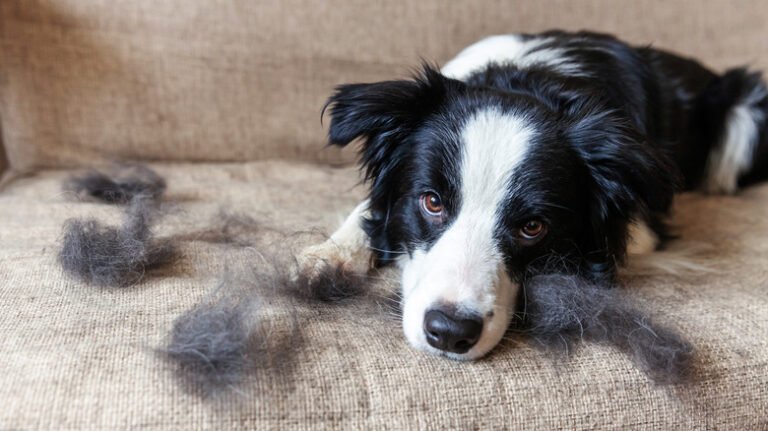 Dog hair remover