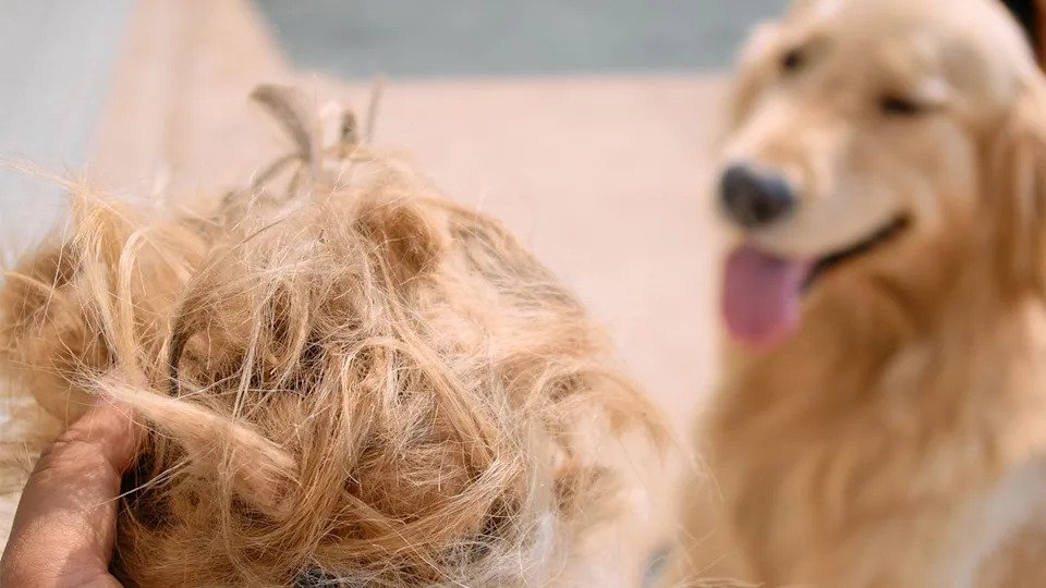 Dog shedding