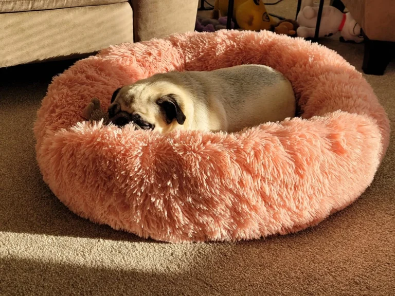 Donut dog bed uk