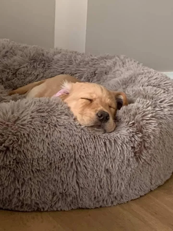 Fluffy dog bed