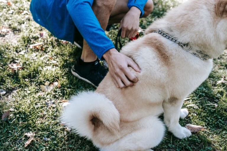 How to stop dog shedding
