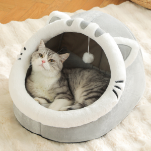 Soft house cat